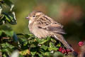 House Sparrow domesticus domesticus