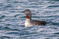 Red-throated Loon Gavia stellata (Red-throated Diver)