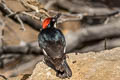 Acorn Woodpecker Melanerpes formicivorus bairdi