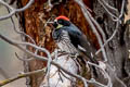 Acorn Woodpecker Melanerpes formicivorus bairdi