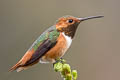 Allen's Hummingbird Selasphorus sasin sasin