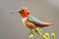 Allen's Hummingbird Selasphorus sasin sasin