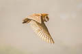 American Barn Owl Tyto furcata pratincola 