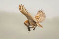 American Barn Owl Tyto furcata pratincola 