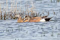 American Wigeon Mareca americana