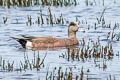 American Wigeon Mareca americana