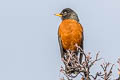 American Thrush Turdus migratorius propinquus