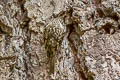 American Treecreeper Certhia americana zelotes (Brown Creeper)