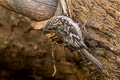 American Treecreeper Certhia americana zelotes (Brown Creeper)