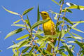 American Yellow Warbler Setophaga aestiva sonorana