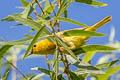 American Yellow Warbler Setophaga aestiva sonorana