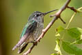 Anna's Hummingbird Calypte anna