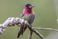 Anna's Hummingbird Calypte anna