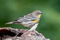 Audubon's Warbler Setophaga auduboni auduboni