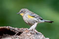 Audubon's Warbler Setophaga auduboni auduboni