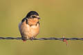 Barn Swallow Hirundo rustica erythrogaster