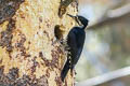Black-backed Woodpecker Picoides arcticus