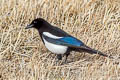 Black-billed Magpie Pica hudsonia