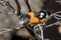 Black-headed Grosbeak Pheucticus melanocephalus melanocephalus (Black-hooded Grosbeak)