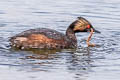 Black-necked Grebe Podiceps nigricollis californicus 