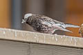 Black Rosy Finch Leucosticte atrata