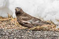 Black Rosy Finch Leucosticte atrata