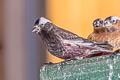 Black Rosy Finch Leucosticte atrata