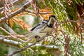 Black-throated Grey Warbler Setophaga nigrescens halseii