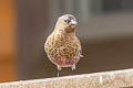 Brown-capped Rosy Finch Leucosticte australis