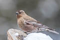 Brown-capped Rosy Finch Leucosticte australis