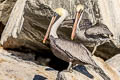 Brown Pelican Pelecanus occidentalis californicus