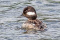 Bufflehead Bucephala albeola