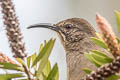 California Thrasher Toxostoma redivivum sonomae