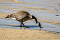 Canada Goose Branta canadensis moffitti