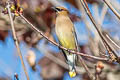 Cedar Waxwing Bombycilla cedrorum