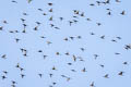 Cedar Waxwing Bombycilla cedrorum