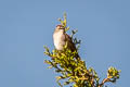 Chipping Sparrow Spizella passerina arizonae