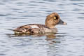 Common Golden eye Bucephala clangula americana