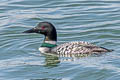 Common Loon Gavia immer (Great Northern Diver)