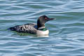 Common Loon Gavia immer (Great Northern Diver)