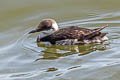 Common Murre Uria aalge californica