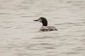 Common Loon Gavia immer (Great Northern Diver)
