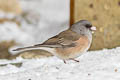 Oregon Junco Junco hyemalis mearnsi