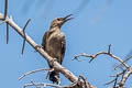 Gila Woodpecker Melanerpes uropygialis uropygialis