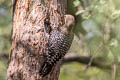 Gila Woodpecker Melanerpes uropygialis uropygialis