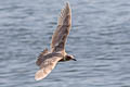 Glaucous-winged Gull Larus glaucescens