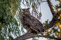 Great Horned Owl Bubo virginianus pallescens