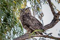 Great Horned Owl Bubo virginianus pallescens