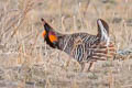 Greater Prairie Chicken Tympanuchus cupido pinnatus