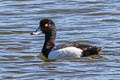 Greater Scaup Aythya marila nearctica